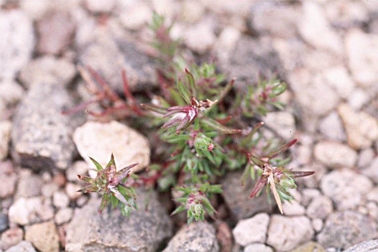 Polygonum parryi — houseplant care guide