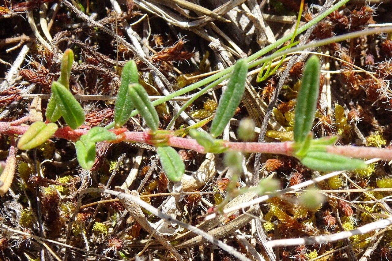 Helianthemum apenninum — search result for 'Southern Italy'