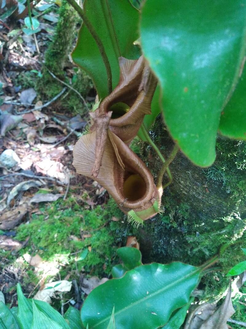 Nepenthes burbidgei habit