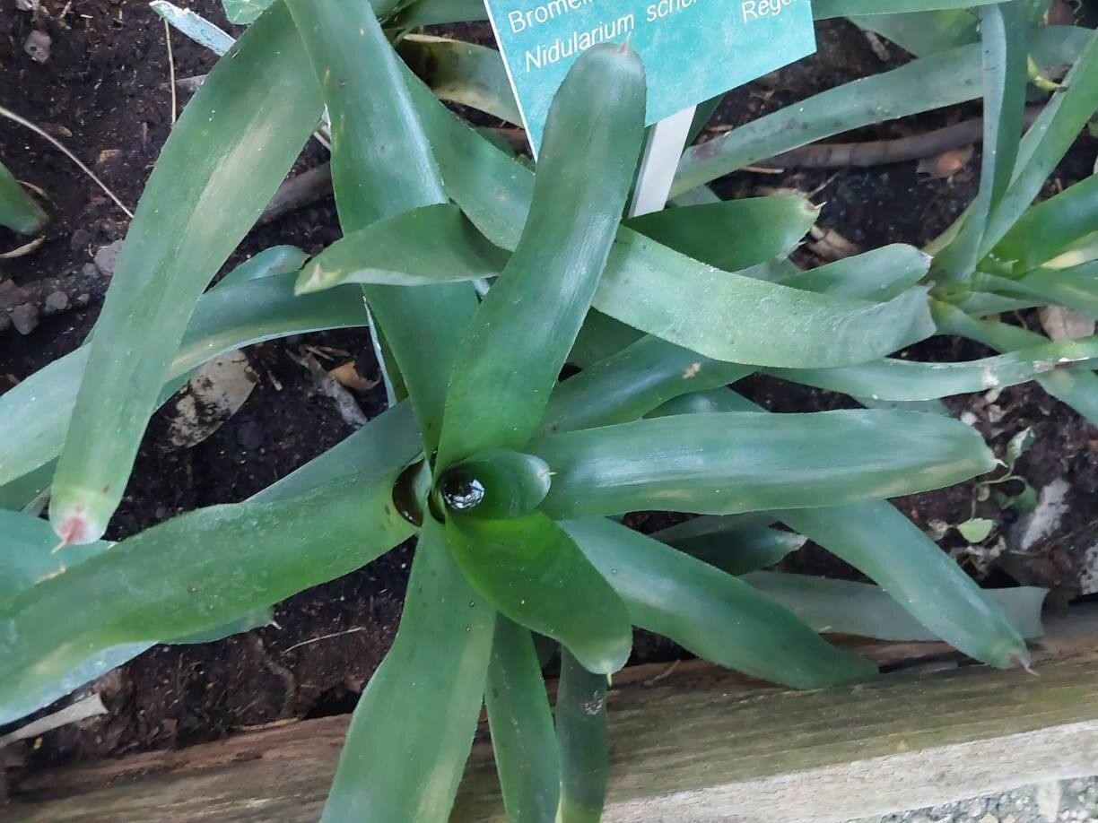 Nidularium scheremetiewii leaf