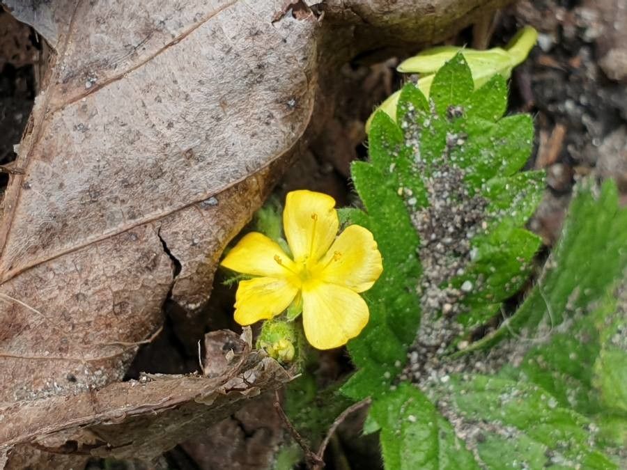 Aremonia agrimonoides flower