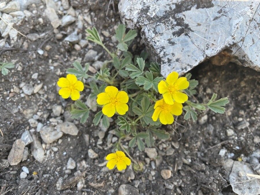 Potentilla incana — search result for 'Potentilla'