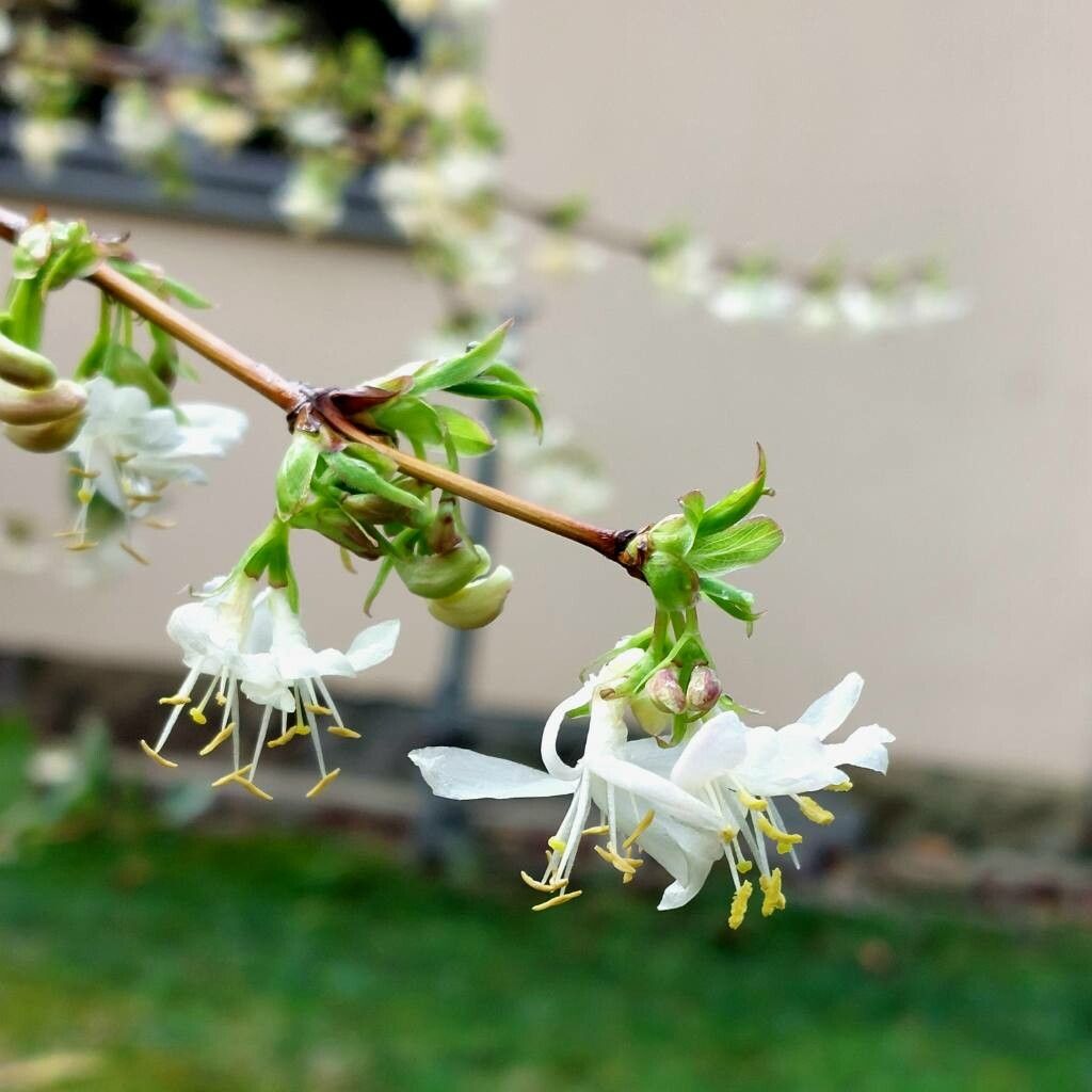Lonicera × purpusii flower