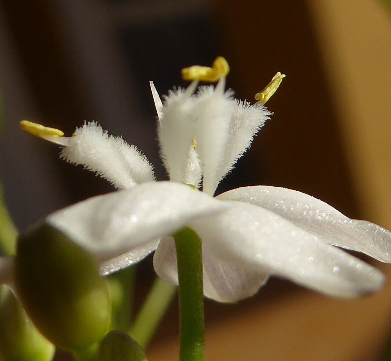 Simethis mattiazzii flower