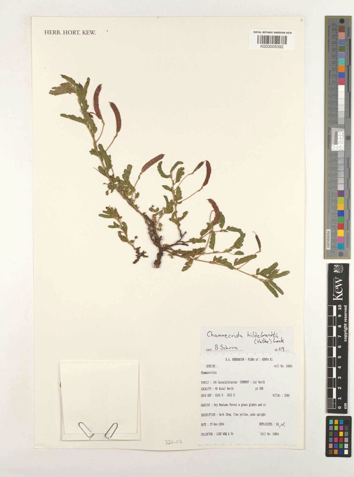 Chamaecrista hildebrandtii — houseplant care guide