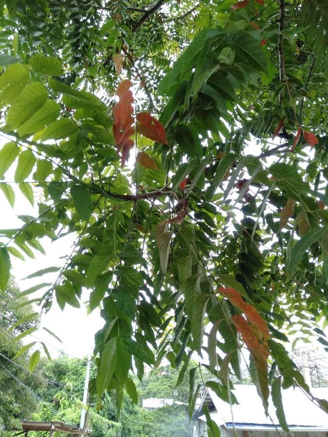Garuga floribunda — related species from the same genus
