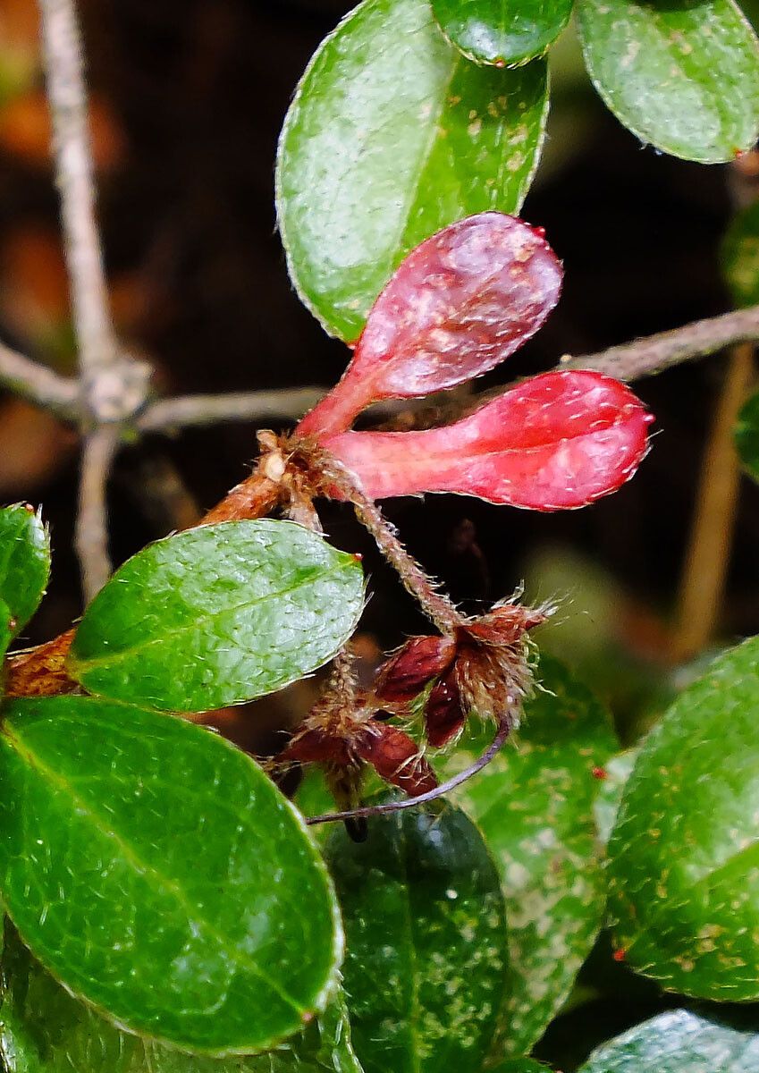 Escallonia myrtilloides fruit