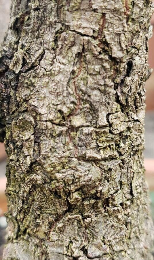 Pouteria campechiana bark