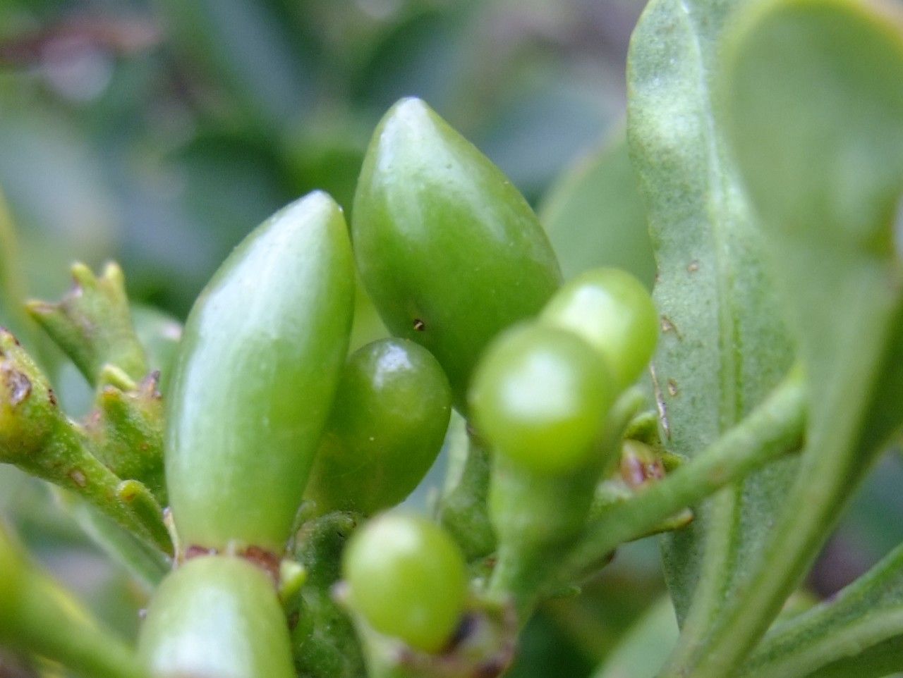 Chrysojasminum odoratissimum fruit