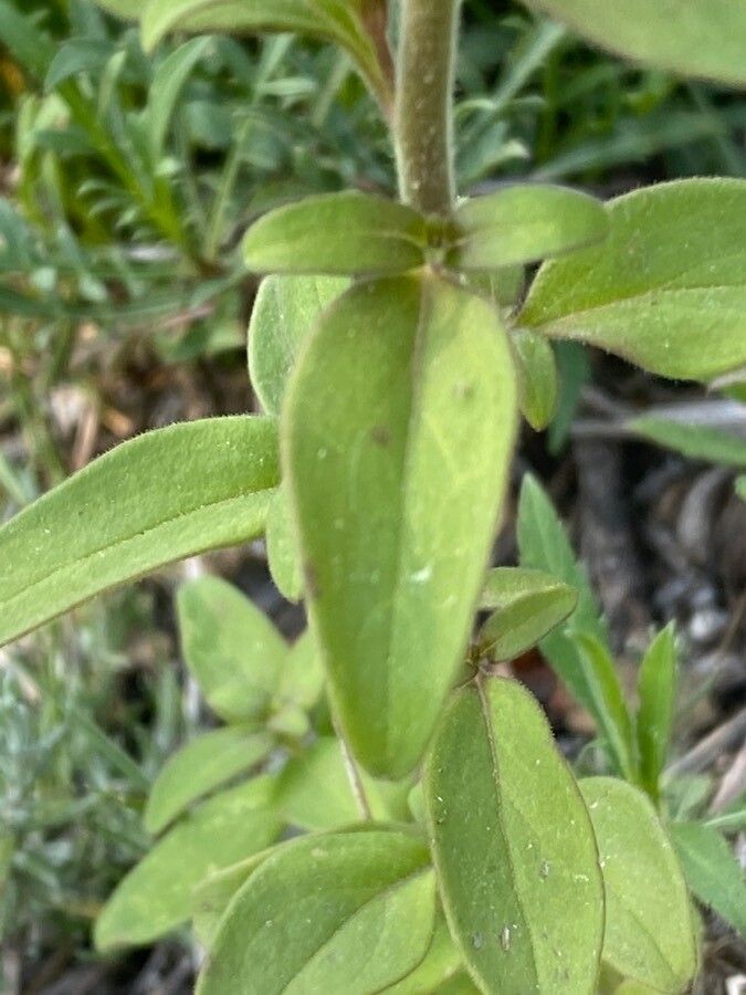 Antirrhinum latifolium leaf