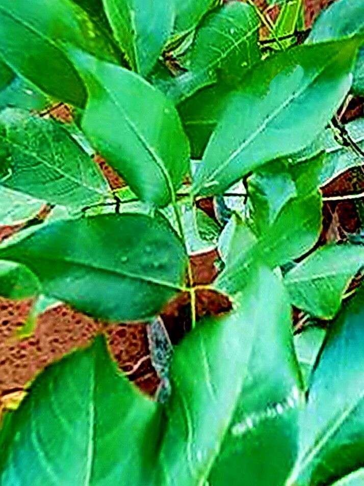 Philenoptera cyanescens — related species from the same genus