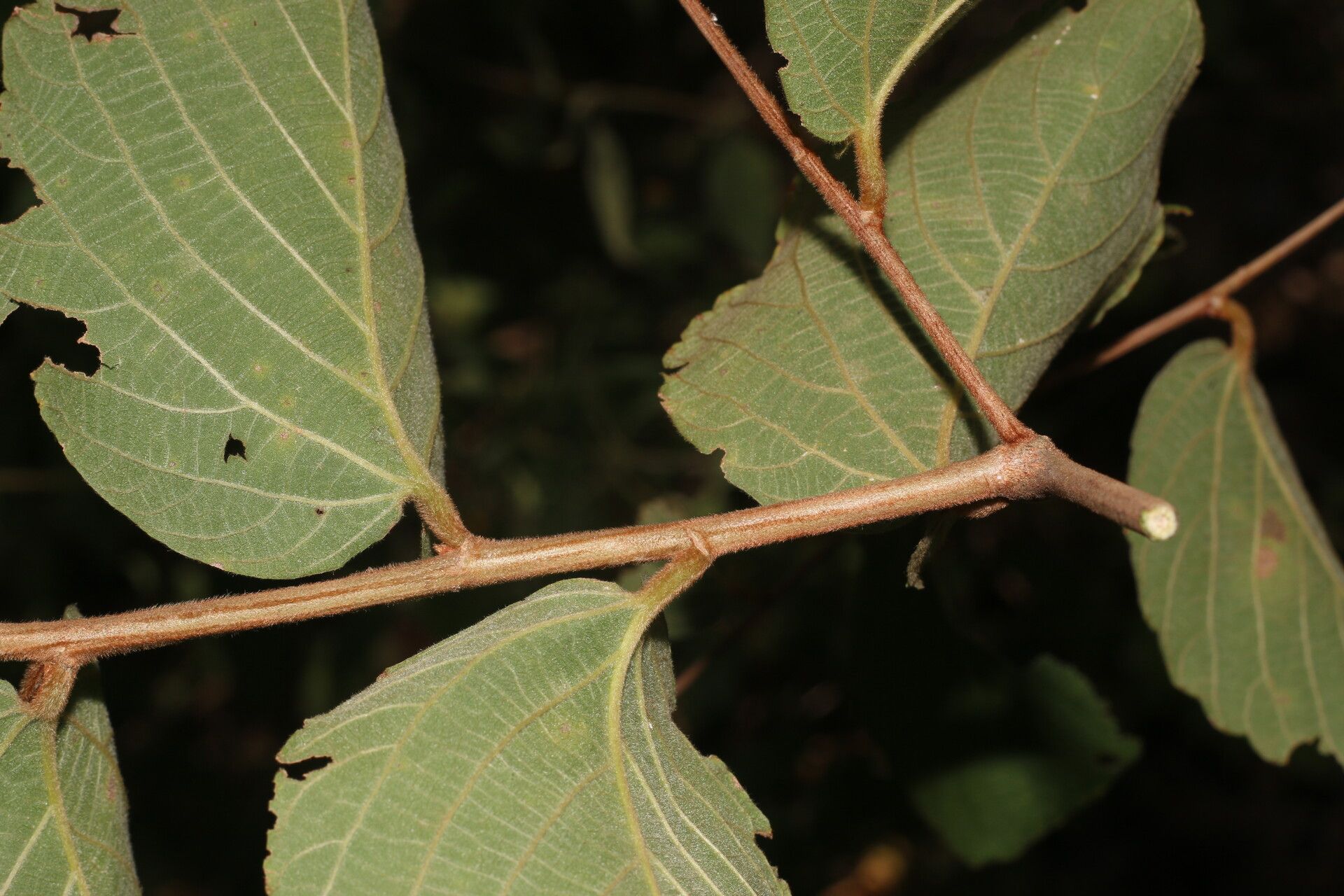 Gouania velutina leaf