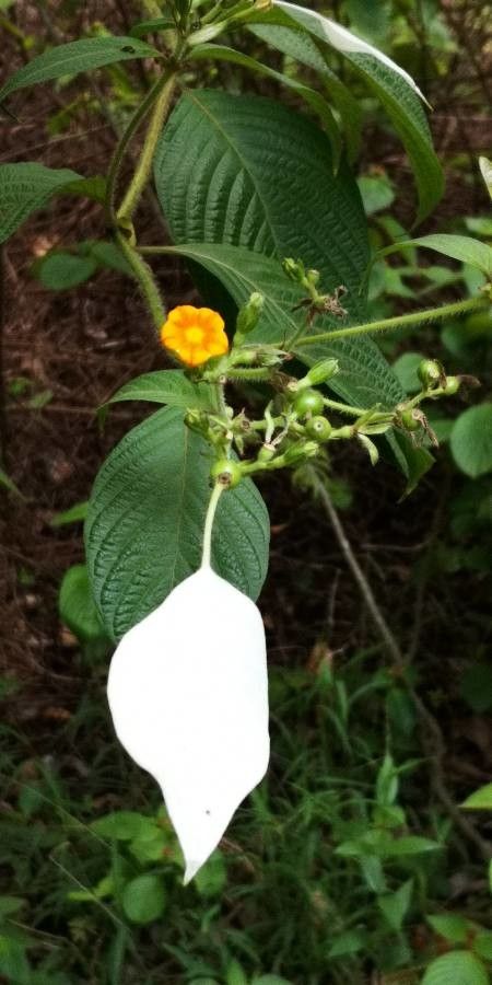 Mussaenda pubescens flower