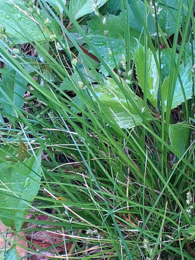 Carex leersii — clay tolerant houseplant