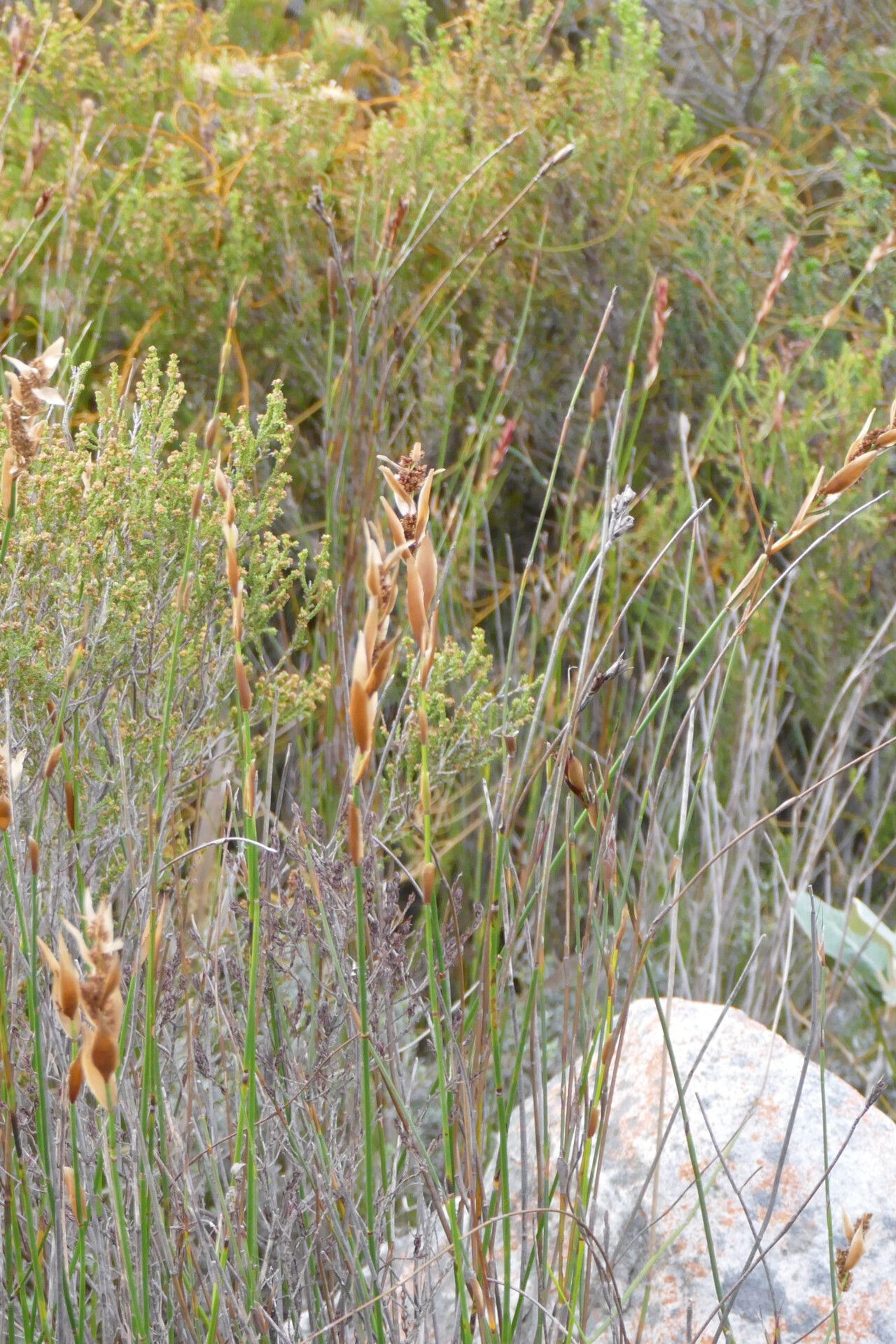 Elegia racemosa — houseplant care guide