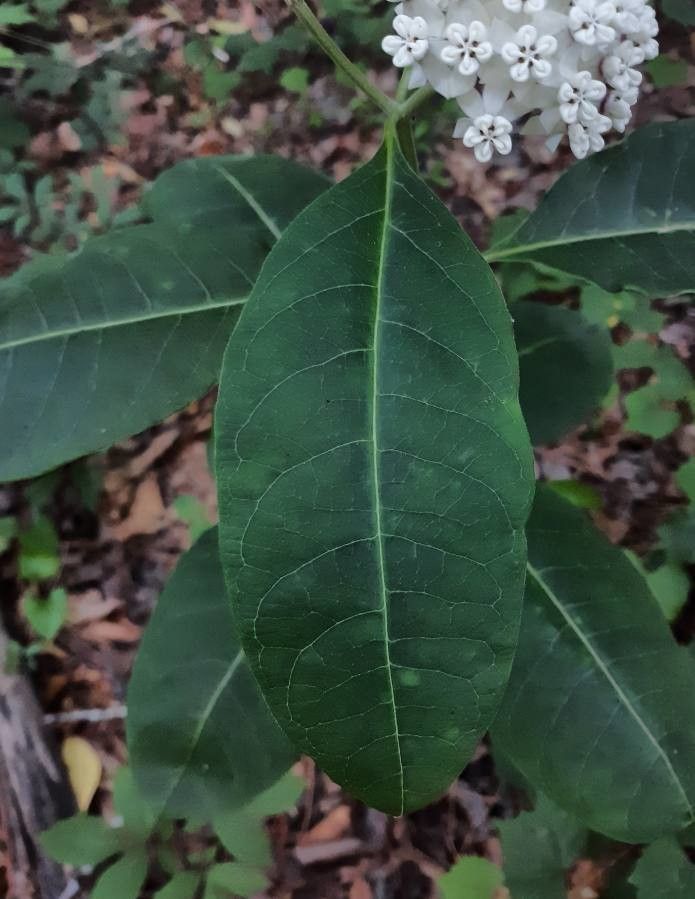 Asclepias variegata — search result for 'Asclepias'