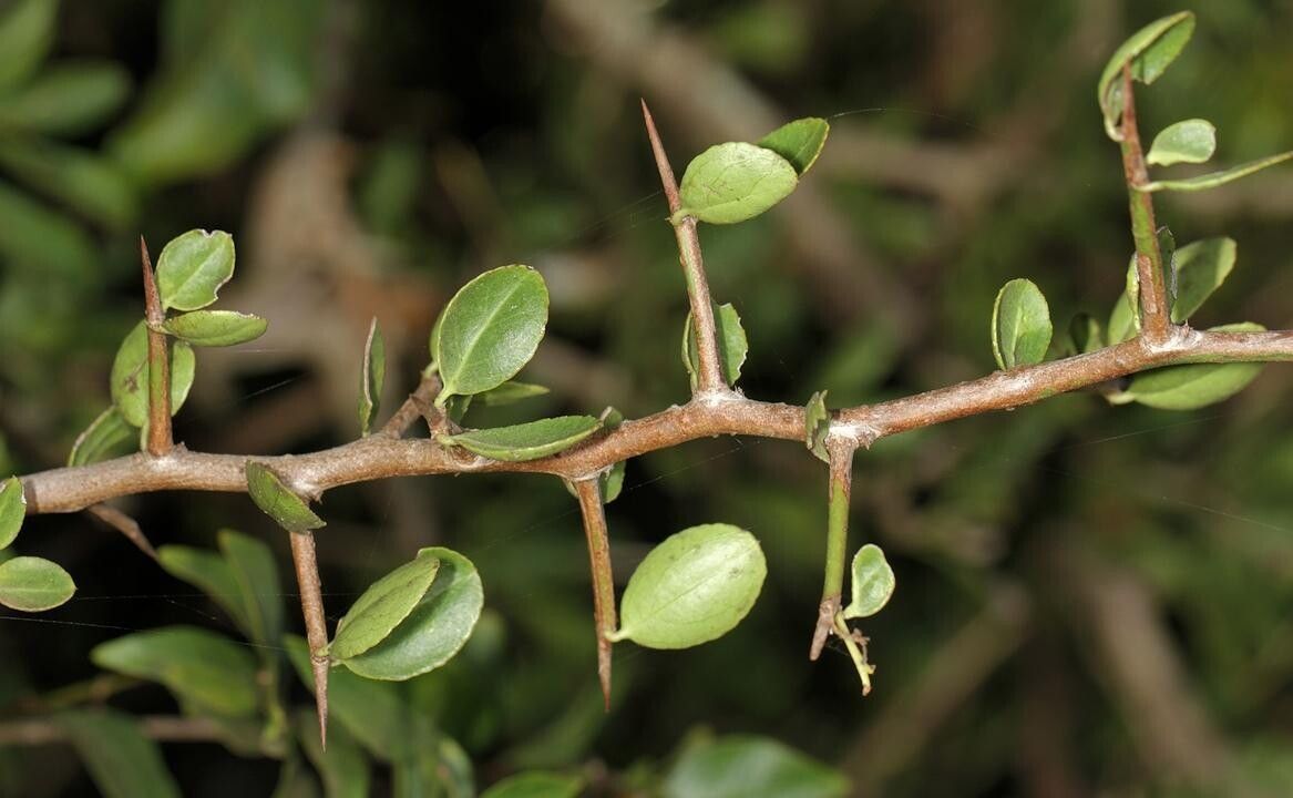 Gymnosporia maranguensis bark