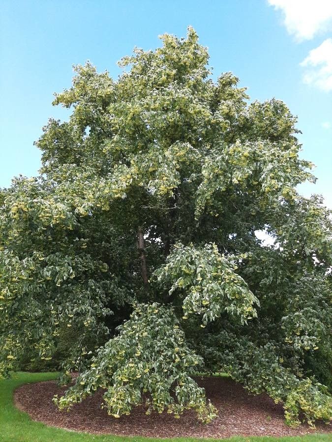 Tilia japonica habit