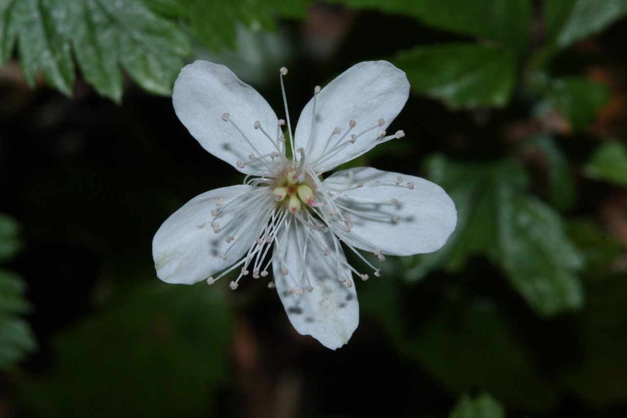 Rubus pedatus flower