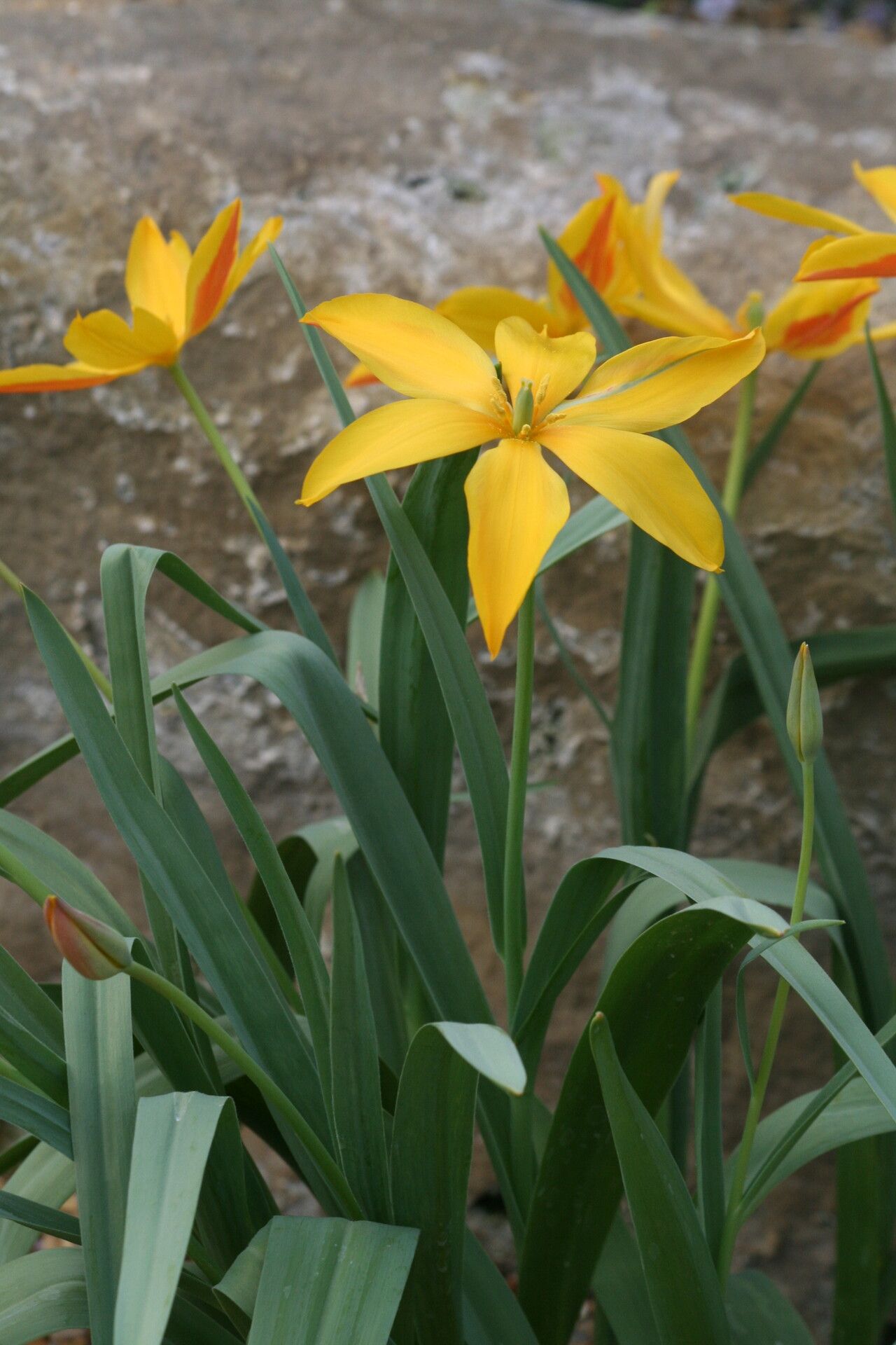 Tulipa heweri — search result for 'Tulipa'