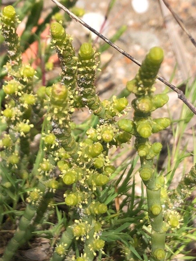 Arthrocnemum macrostachyum flower