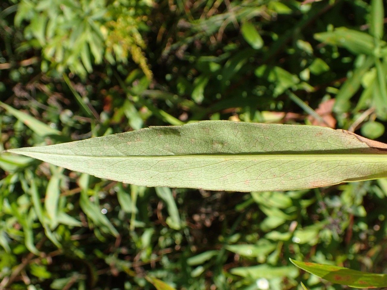 Symphyotrichum × salignum leaf