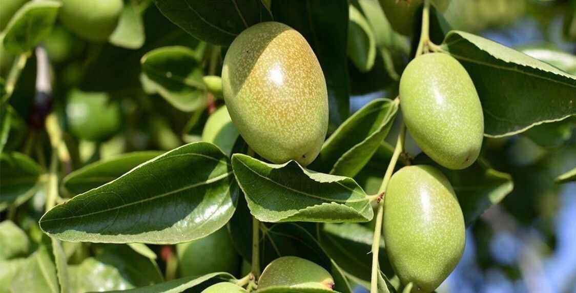 Simmondsia chinensis fruit