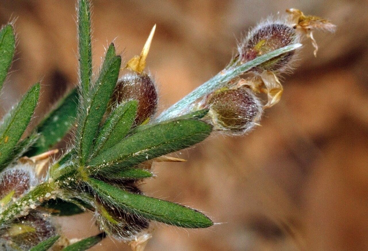 Crotalaria alexandri — houseplant care guide