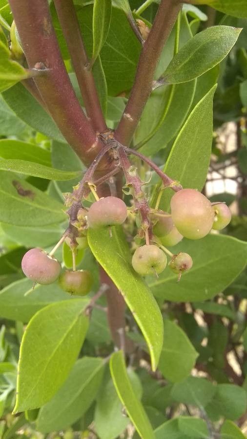 Arctostaphylos manzanita fruit
