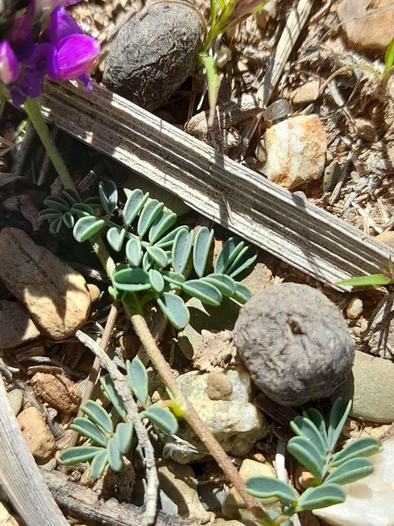 Dalea boliviana — related species from the same genus