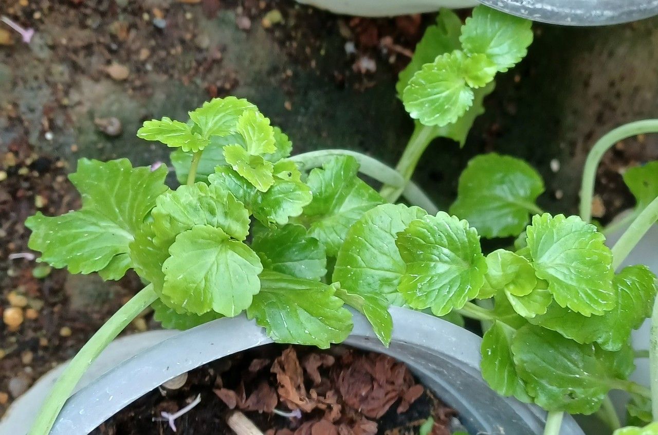 Centranthus macrosiphon leaf