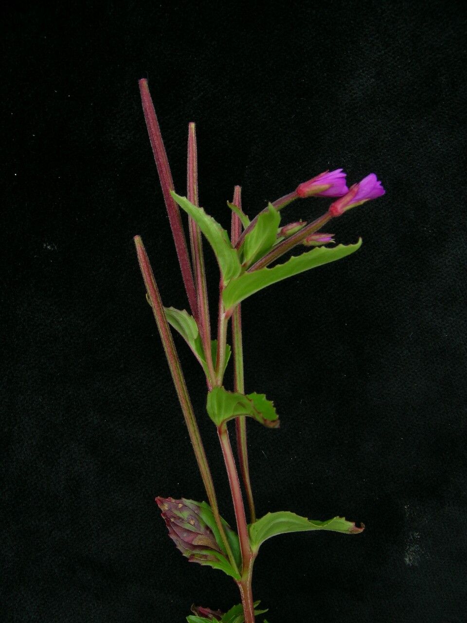 Epilobium wallichianum other