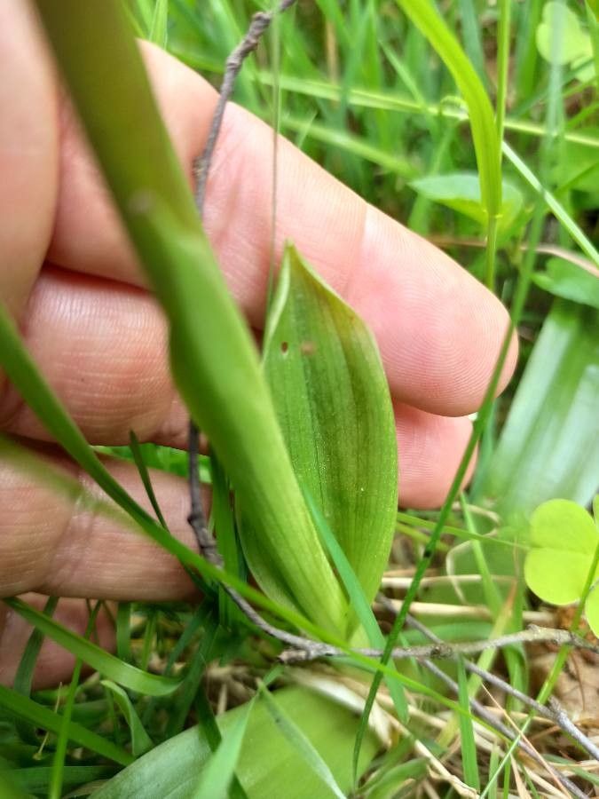 Dactylorhiza purpurella — search result for 'Ireland'