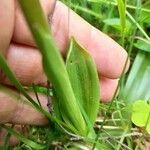 Dactylorhiza purpurella
