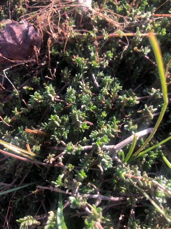 Thymus bracteatus leaf