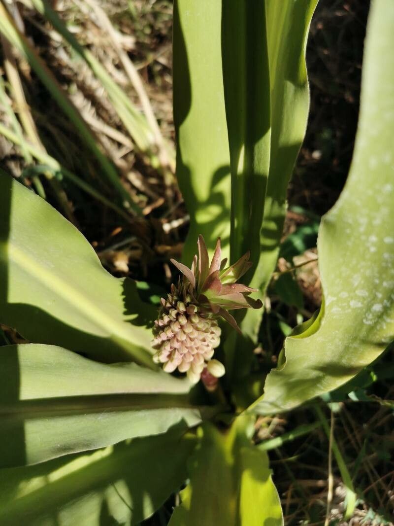 Eucomis autumnalis fruit