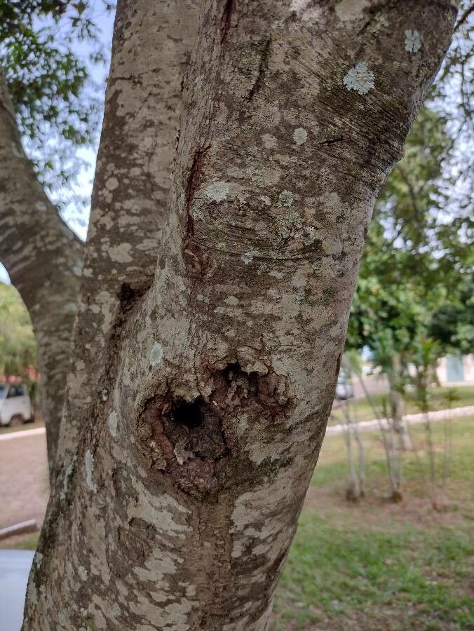 Ocotea diospyrifolia bark