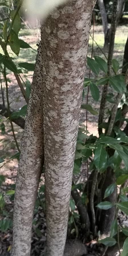Lindera communis bark