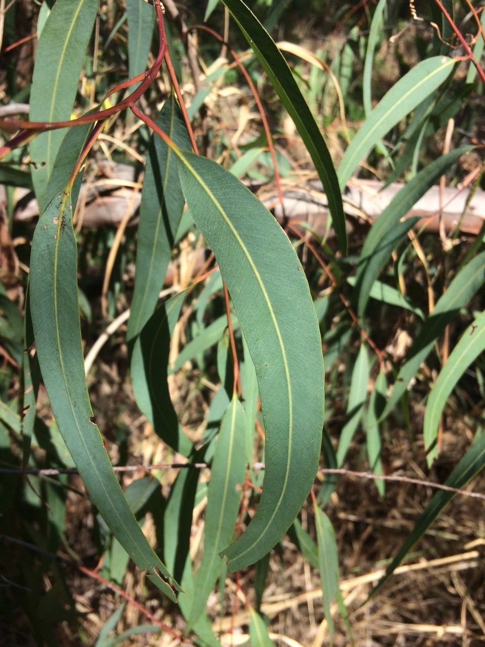 Eucalyptus citriodora leaf