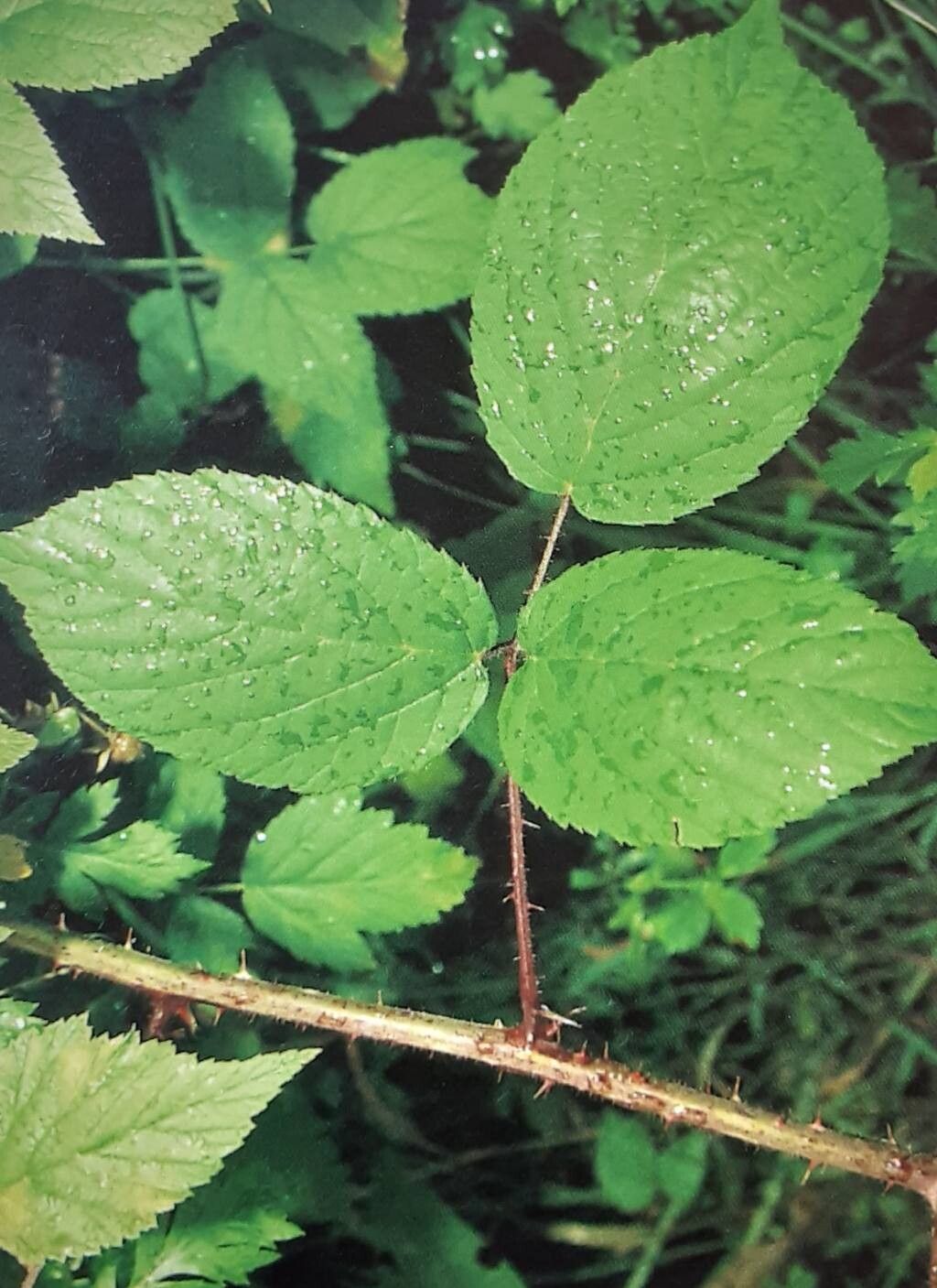 Rubus atrovinosus — houseplant care guide