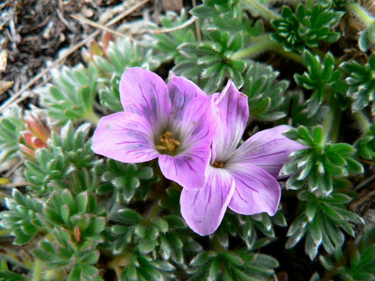 Geranium sericeum flower