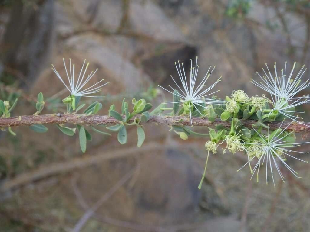 Maerua parvifolia flower