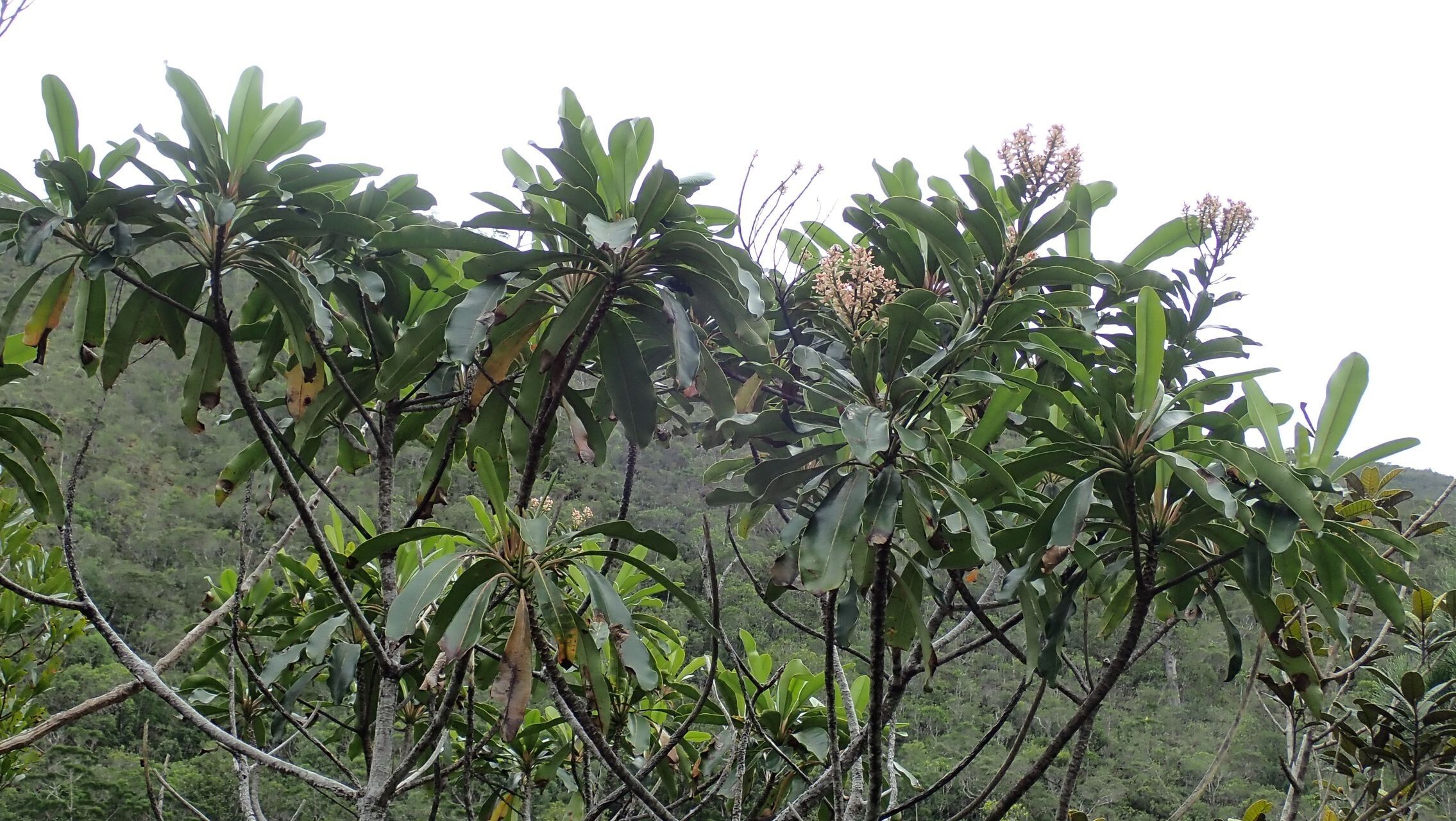 Cerberiopsis neriifolia habit