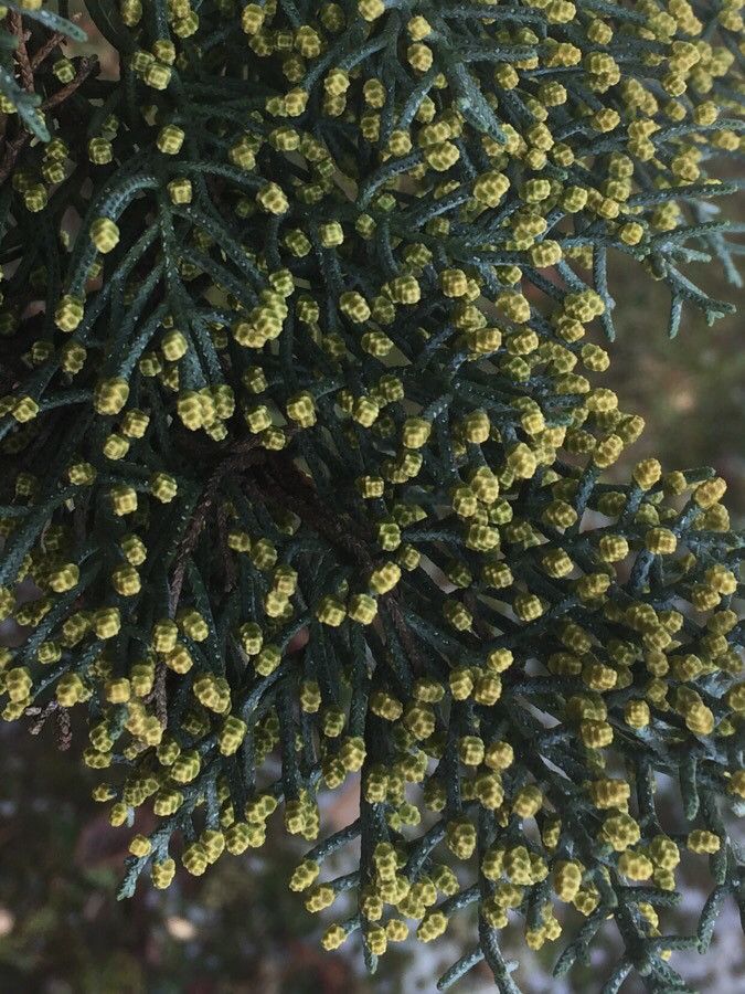 Cupressus arizonica flower