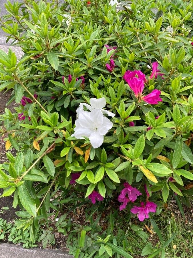 Rhododendron × pulchrum habit