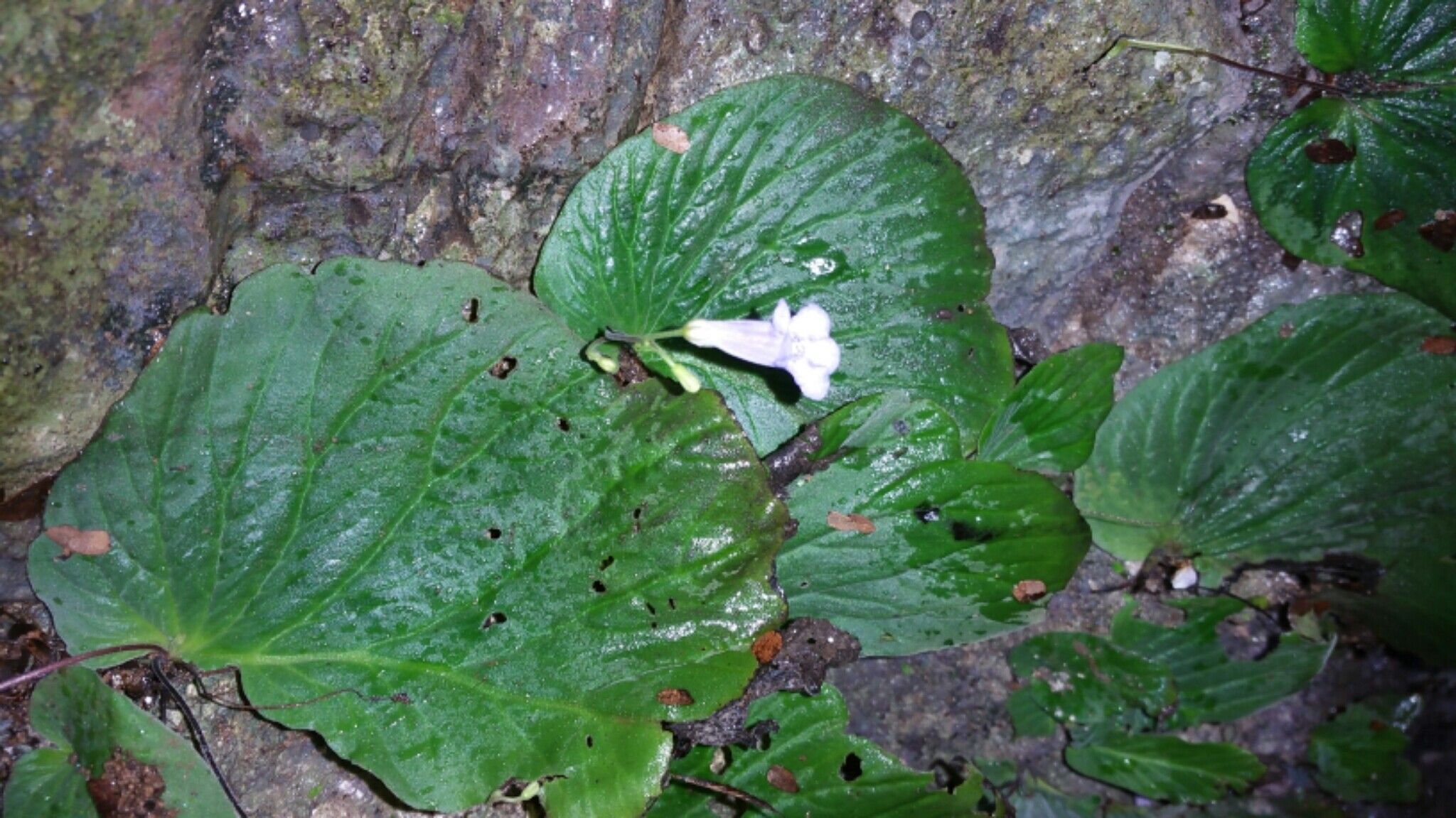 Streptocarpus hildebrandtii — search result for 'Streptocarpus'