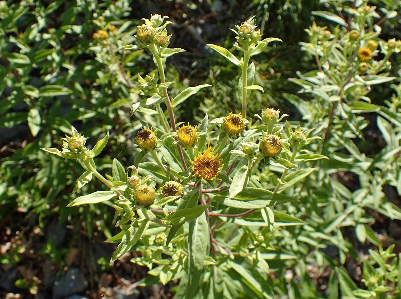 Inula helvetica habit