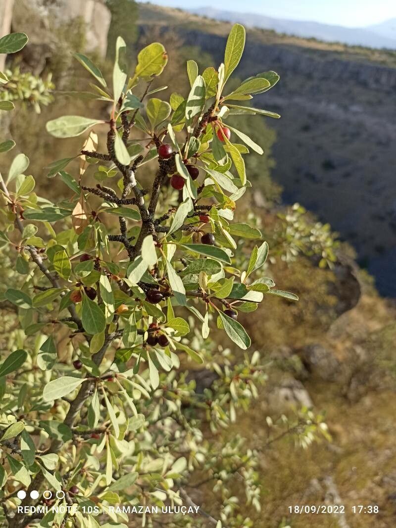 Rhamnus lycioides fruit