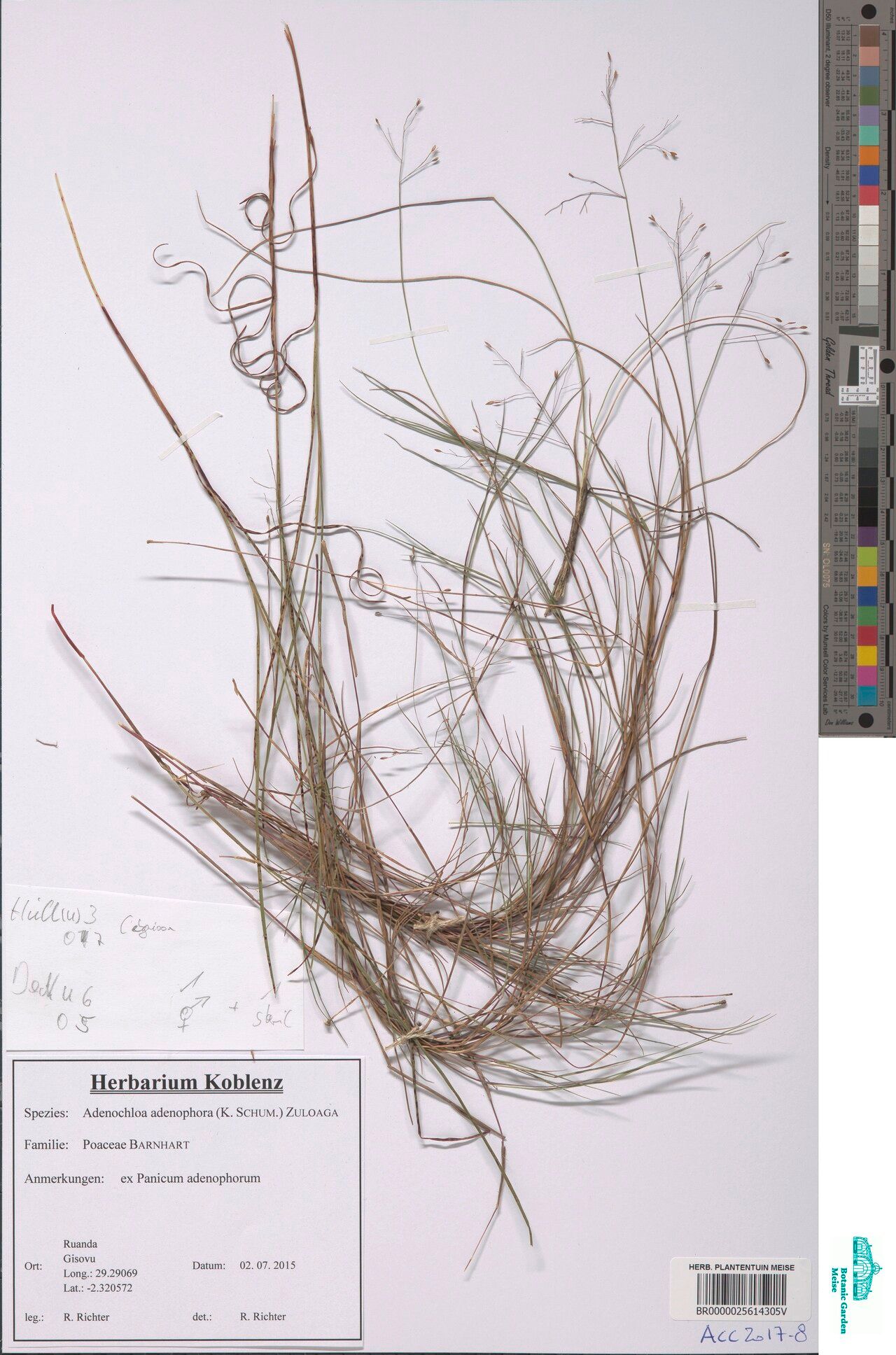 Adenochloa adenophora — houseplant care guide