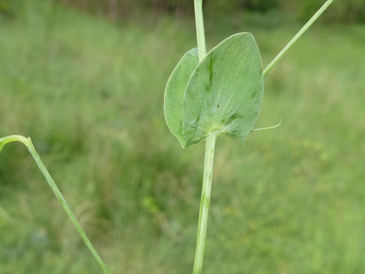 Lathyrus aphaca